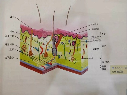 激光脫毛還可以讓皮膚變白？