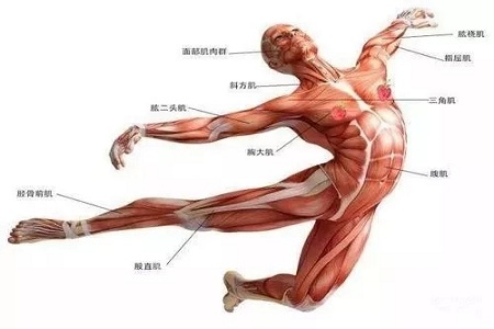 聽說很多不敢露胳膊的女生，胳膊上都有這個bug